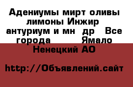 Адениумы,мирт,оливы,лимоны,Инжир, антуриум и мн .др - Все города  »    . Ямало-Ненецкий АО